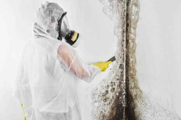 Best Affordable Mold Removal  in Mannford, OK