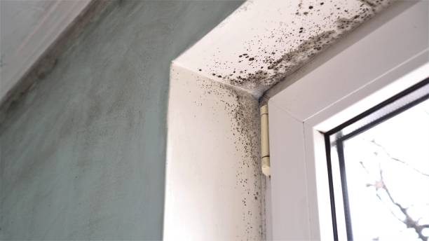 Best Emergency Mold Removal  in Mannford, OK