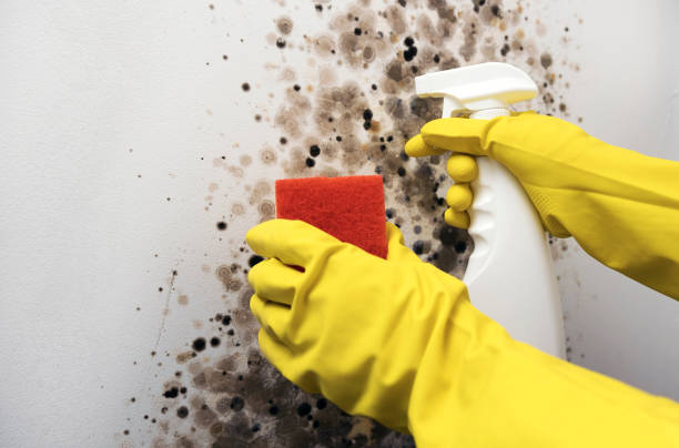 Best Mold Testing and Removal  in Mannford, OK