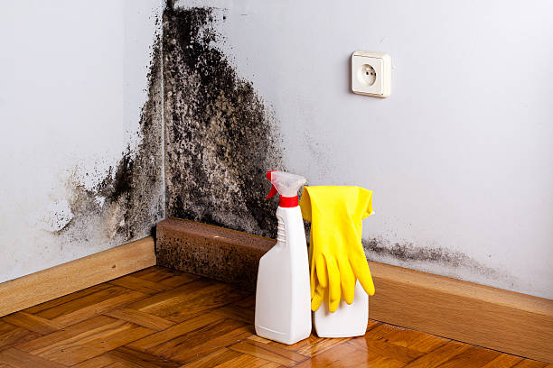 Best Fast Mold Removal  in Mannford, OK