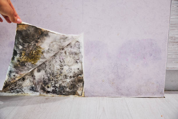 Reliable Mannford, OK Mold Removal Solutions